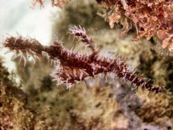 This Ornate Ghost Pipefish was literally at the base of o... by Steve Wurfel 